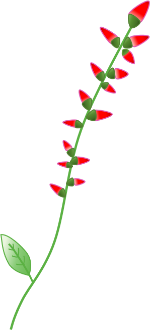 Lady-tresses-Red-①